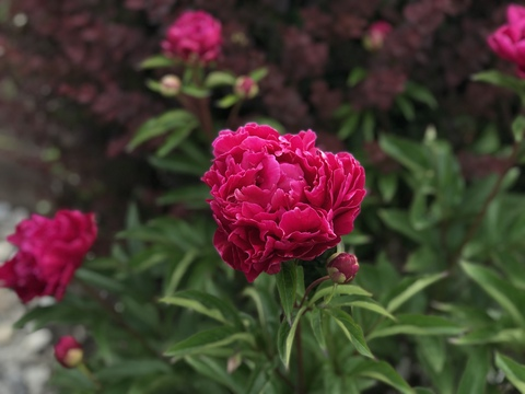 shibari-san OnlyFans Leaked - leakedtop.com