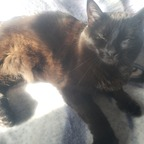 b0bcat OnlyFans Leaks 

 profile picture