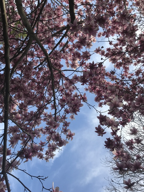 Header of bibividi