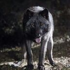 blackwulf (BlackWulf) OnlyFans content 

 profile picture