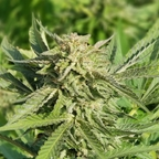 cannaporn (Weed Porn) free OnlyFans Leaks 

 profile picture