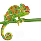chameleon OnlyFans Leak 

 profile picture