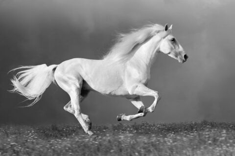 Header of cowgirl.ca