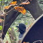 Et-tokes et-tokes Leaked OnlyFans 

 profile picture