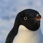 felixtheintrovert OnlyFans Leaked 

 profile picture