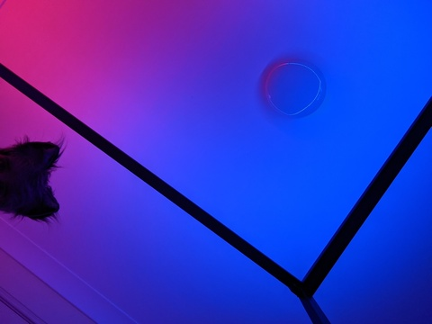 Header of femboypup_of