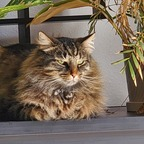 fluffcat OnlyFans Leaked Photos and Videos 

 profile picture