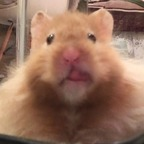 ronnie (fuyumeku) Leaked OnlyFans 

 profile picture