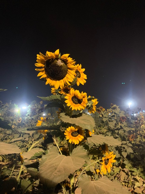 Header of imglowing