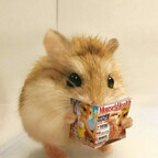 Onlyfans leaked kazukinya 

 profile picture