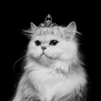Onlyfans leak kitty-queen 

 profile picture