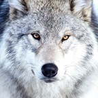 Isaa (limonysal) Leaked OnlyFans 

 profile picture