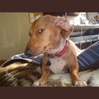 lntchewie OnlyFans Leaked Photos and Videos 

 profile picture