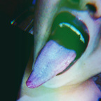 lupitahellqueeen (Tonguequeen) OnlyFans content 

 profile picture