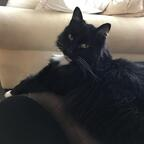 mittens OnlyFans Leaked 

 profile picture