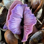 Free access to onlyfungi Leaks OnlyFans 

 profile picture