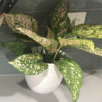 Download onlyplants OnlyFans content for free 

 profile picture