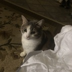Onlyfans leaks onlypurrs 

 profile picture