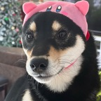 poogie_fan69lol OnlyFans Leak 

 profile picture