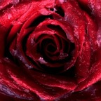 rosebud26 (Rosebud) OnlyFans Leaked Pictures and Videos 

 profile picture