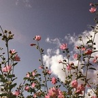 soooof (sophia) OnlyFans Leaked Content 

 profile picture