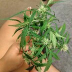stickysweetness OnlyFans Leaks 

 profile picture