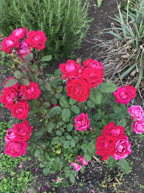 Header of wingardiumleveveosa