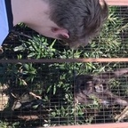 yungpeppermint OnlyFans Leaked 

 profile picture